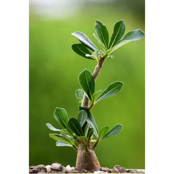 adenium plant (36)-1000389-70511.webp